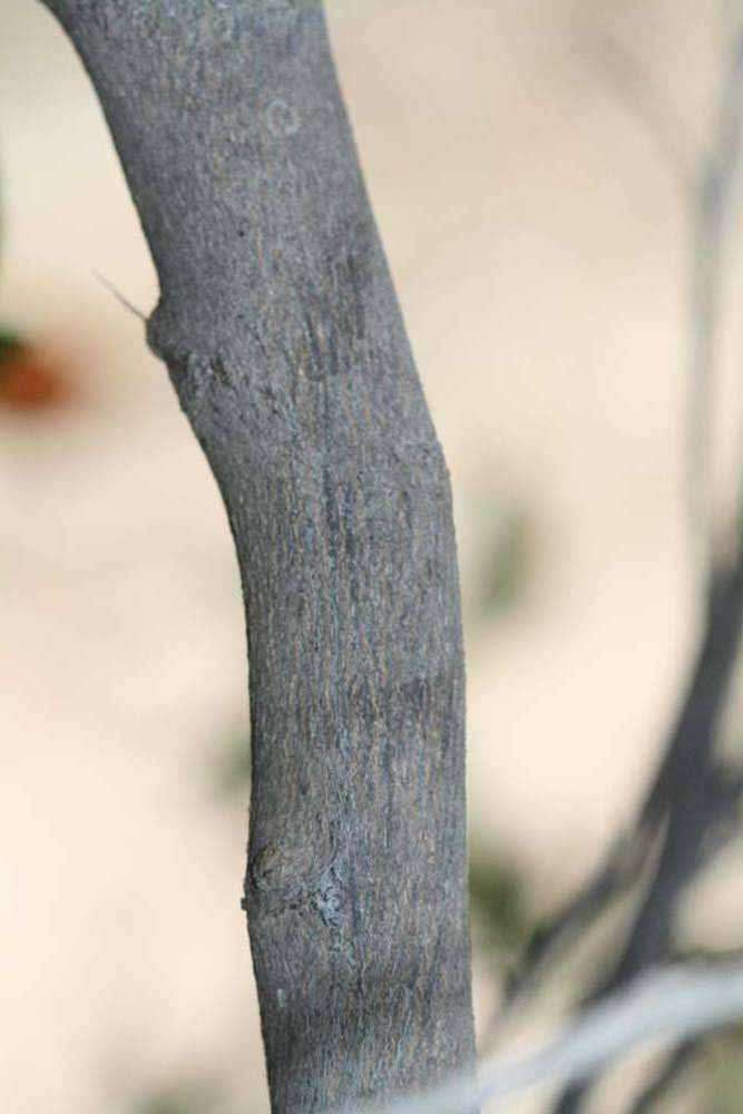              Second - third year twig (Riverside,   CA)       